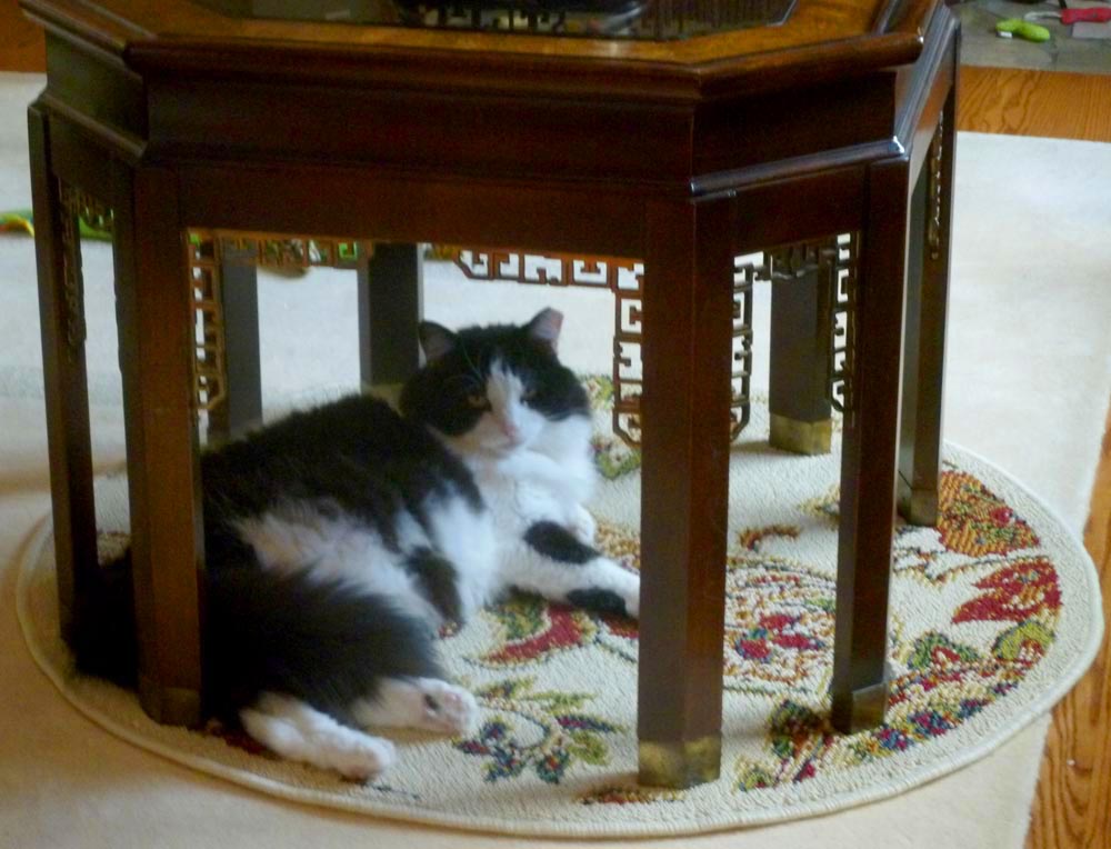 tuxedo cat under the table