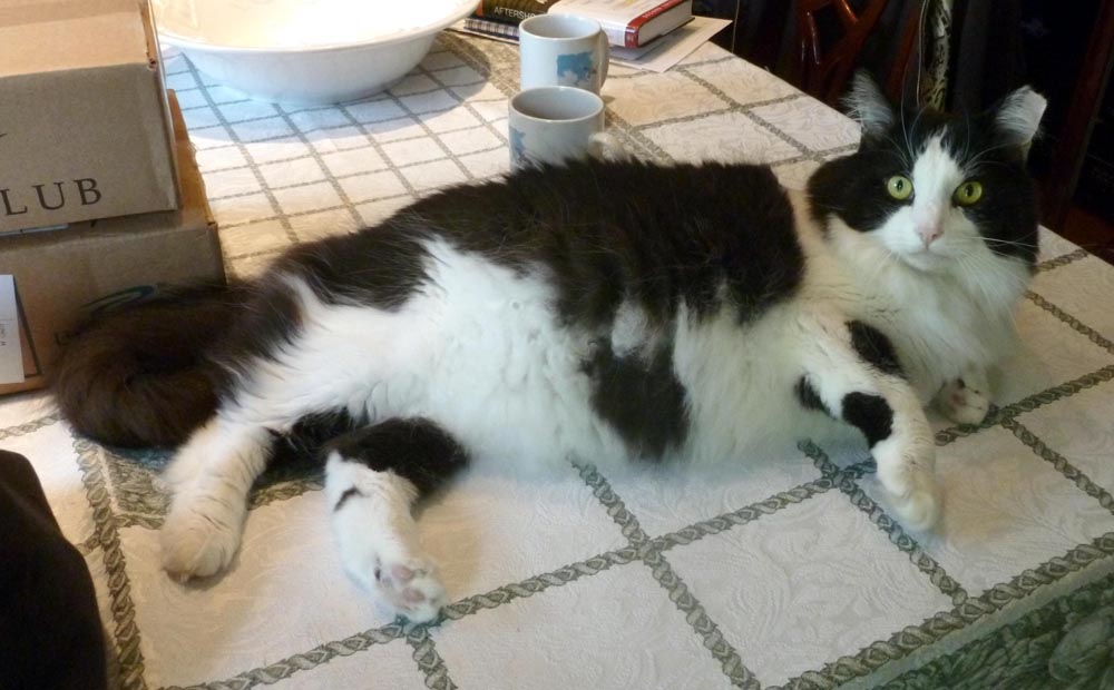 tuxedo cat on table