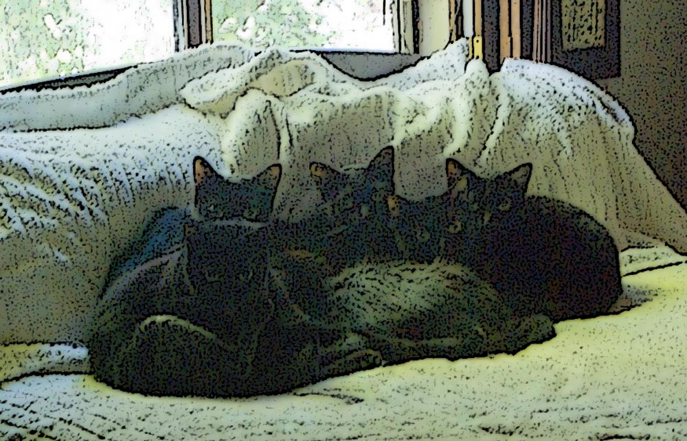 five black cats cuddled on bed