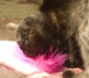black cat with pink feather