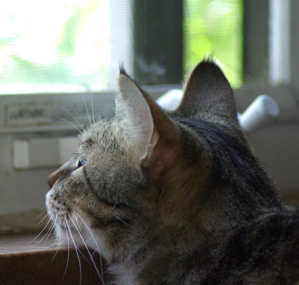 tabby cat with chin on windowsill