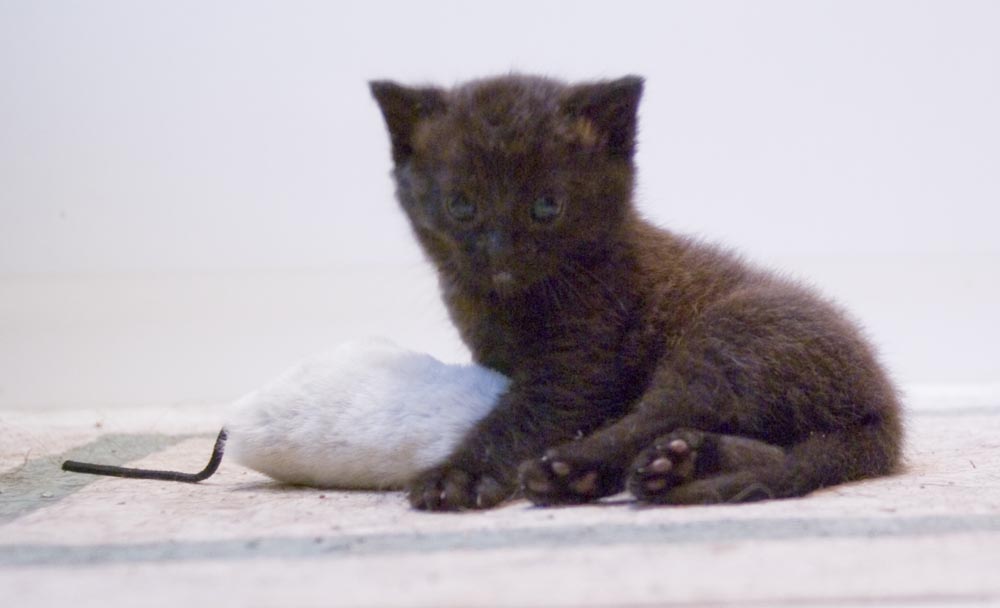 tiny black kitten with catnip toy