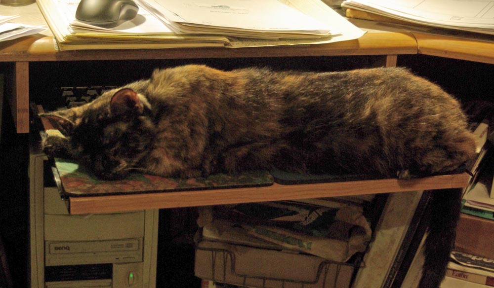 tortoiseshell cat on keyboard shelf