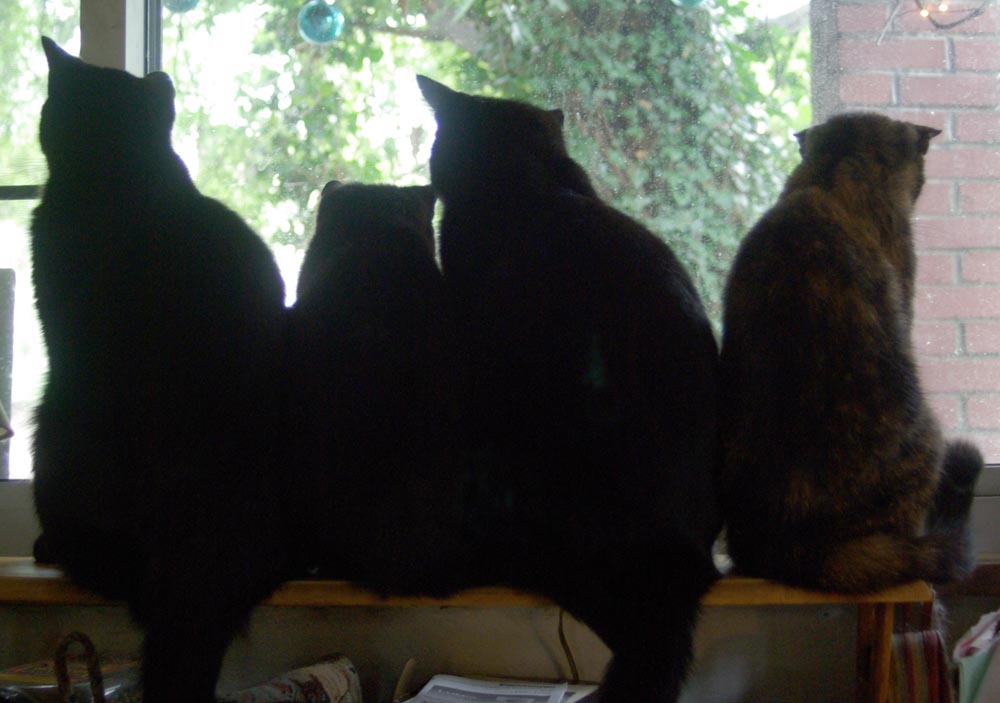 four cat silhouettes