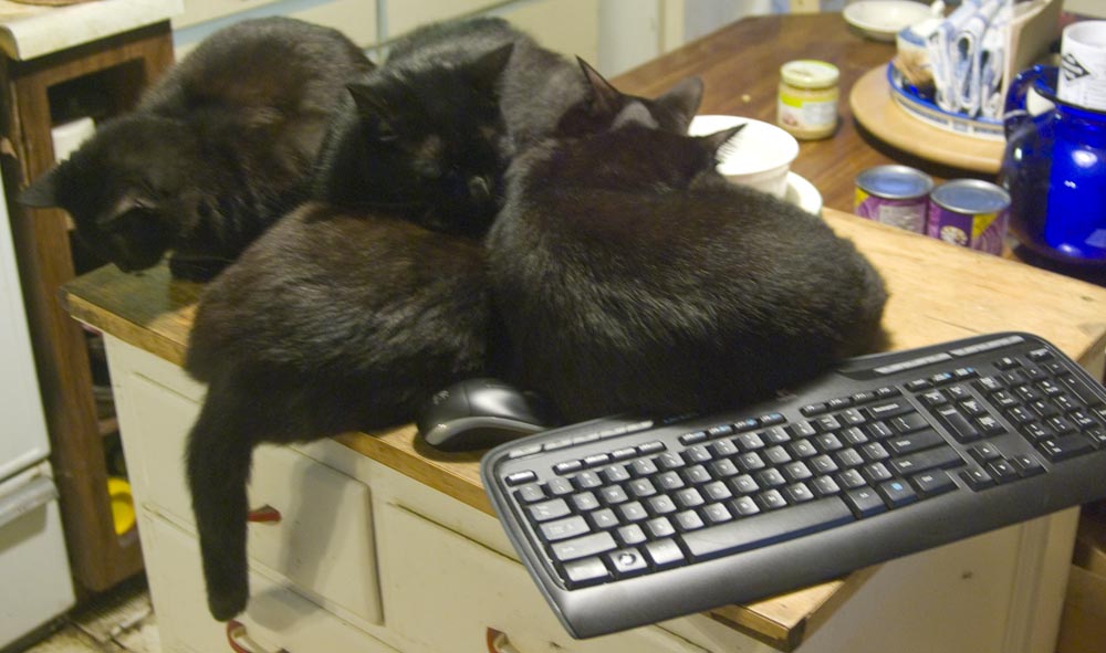 four cats on cabinet with keyboard