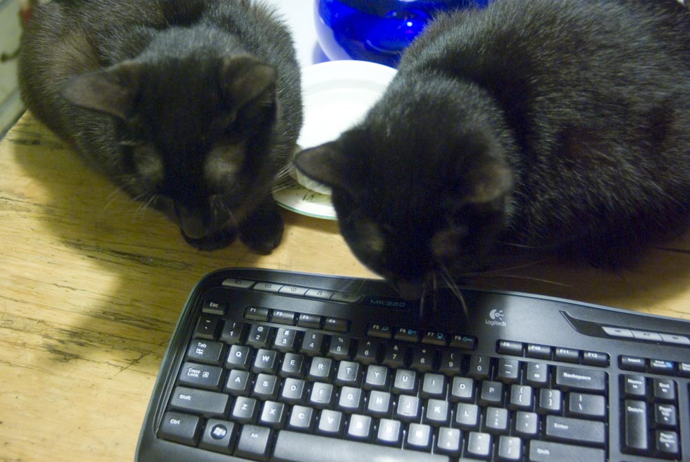 two black cats looking at keyboard
