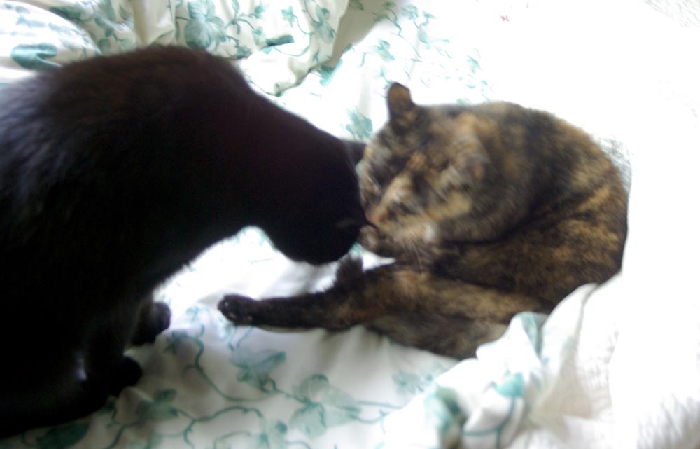 black cat and tortoiseshell cat