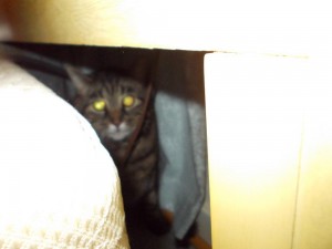 tabby cat under bed
