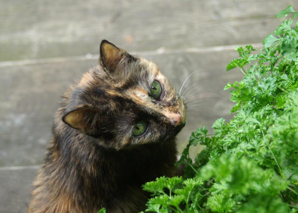 tortie cat with parsley