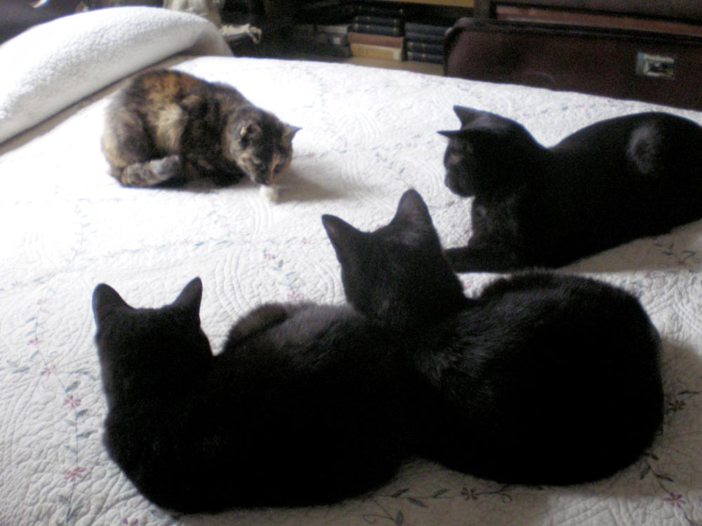 three black cats and tortoiseshell cat