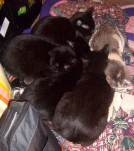 four black cats wtih calico cat
