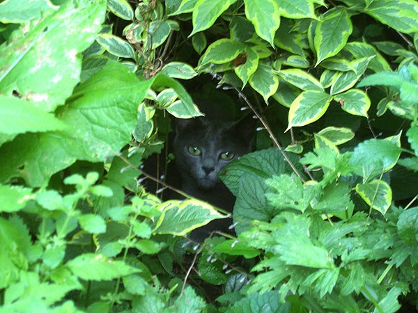 gray kitty under bush