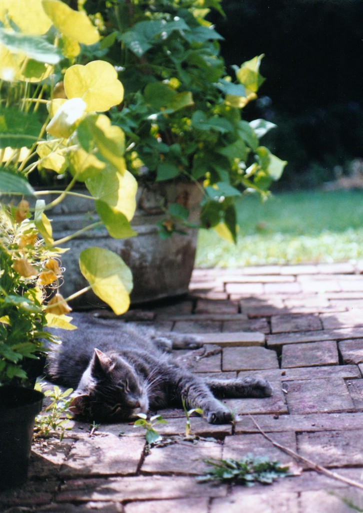 gray cat on bricks with garden plants
