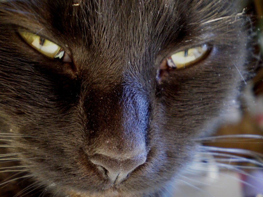 black cat closeup