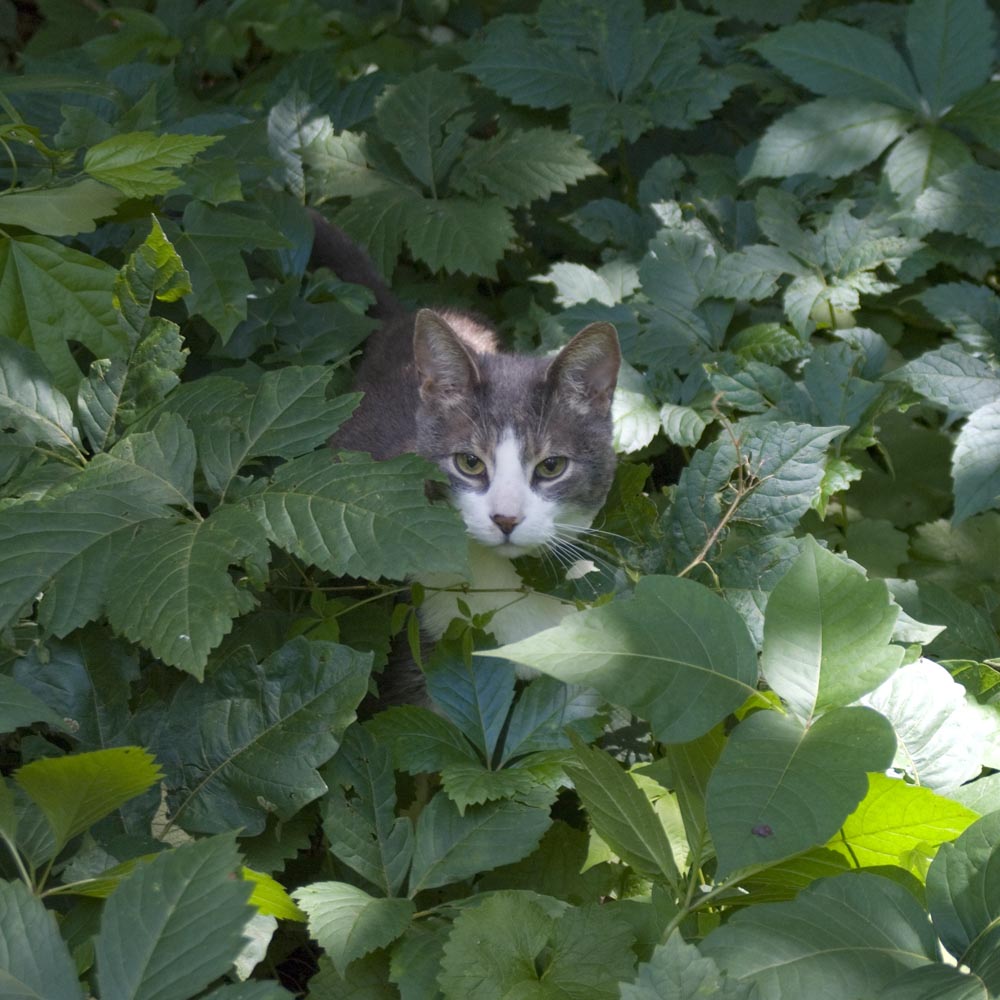 gray and white cat in leaves