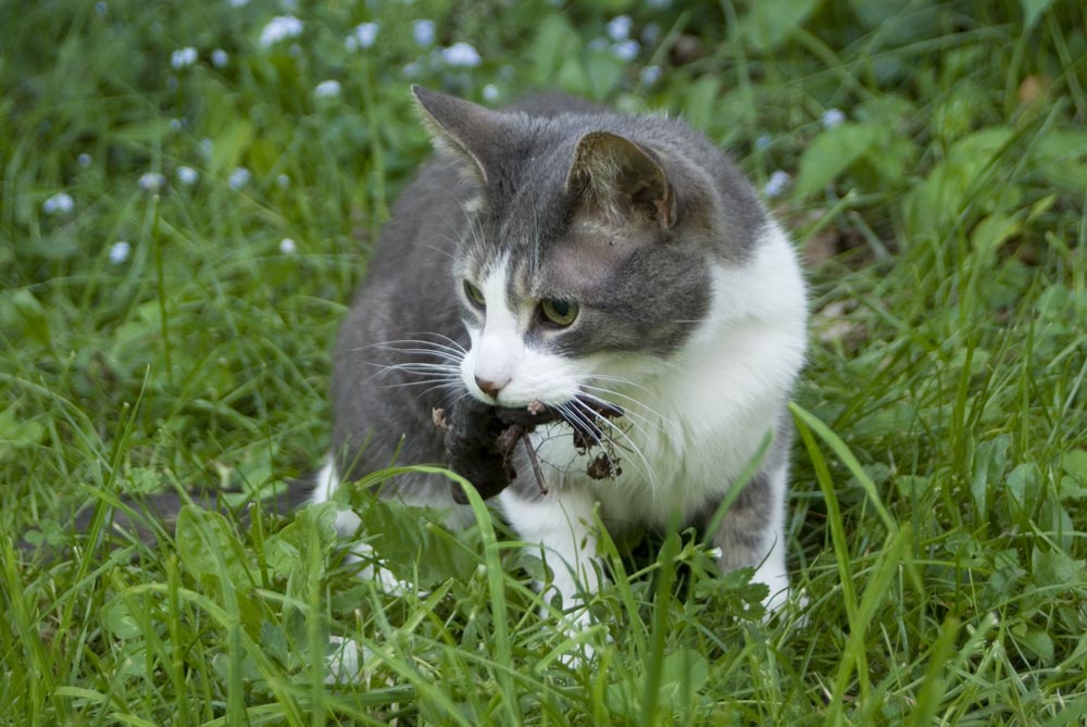 cat with vole