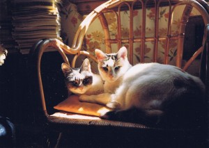 two calico cats on chair