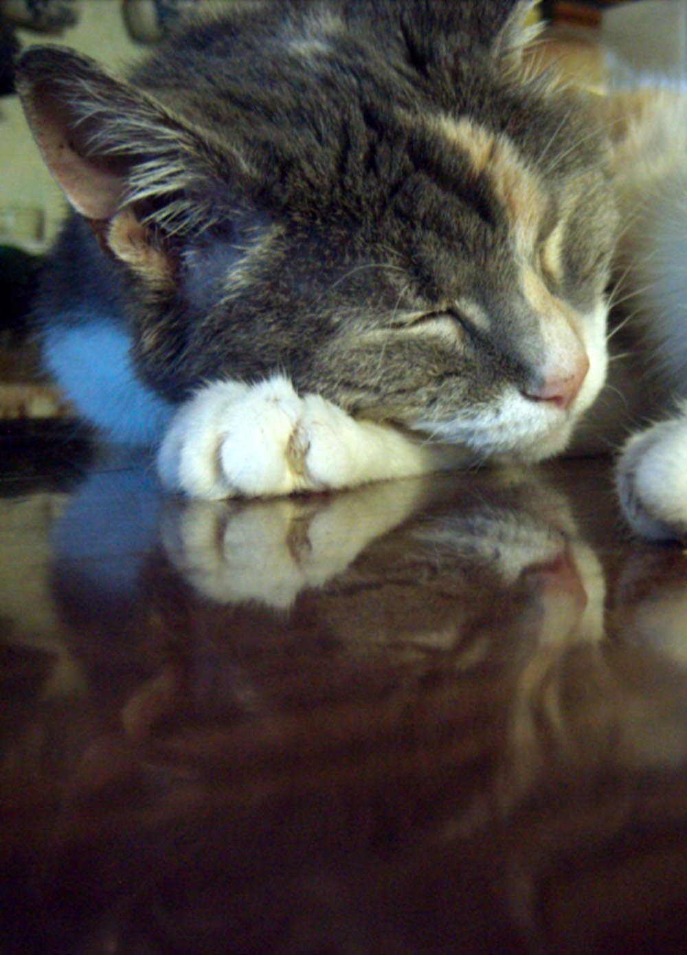 calico cat reflected in table