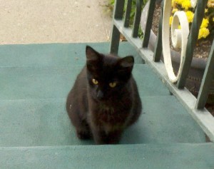 black cat on steps