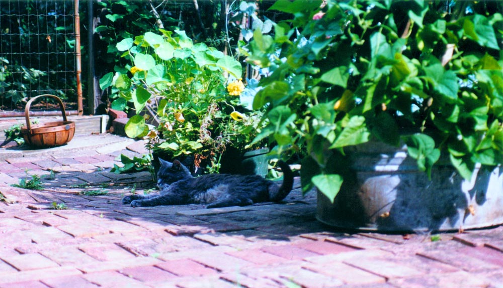 gray cat sleeping on bricks in garden