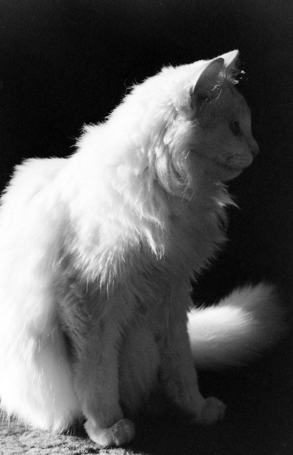 white cat in profile