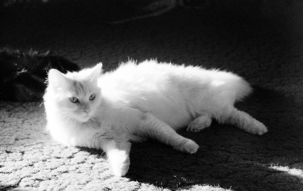 white cat reclining