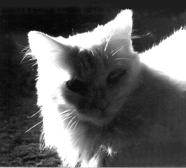 black and white photo of white cat