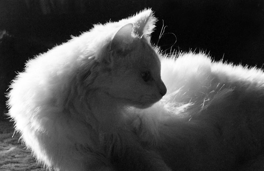 white cat turned