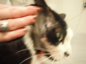 cat with injury on neck