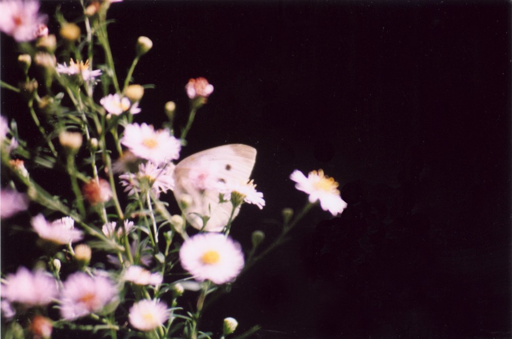 cabbage butterfly on asters