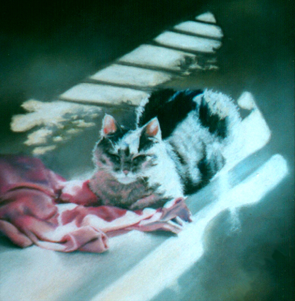 pastel painting of gray cat with pink sweather