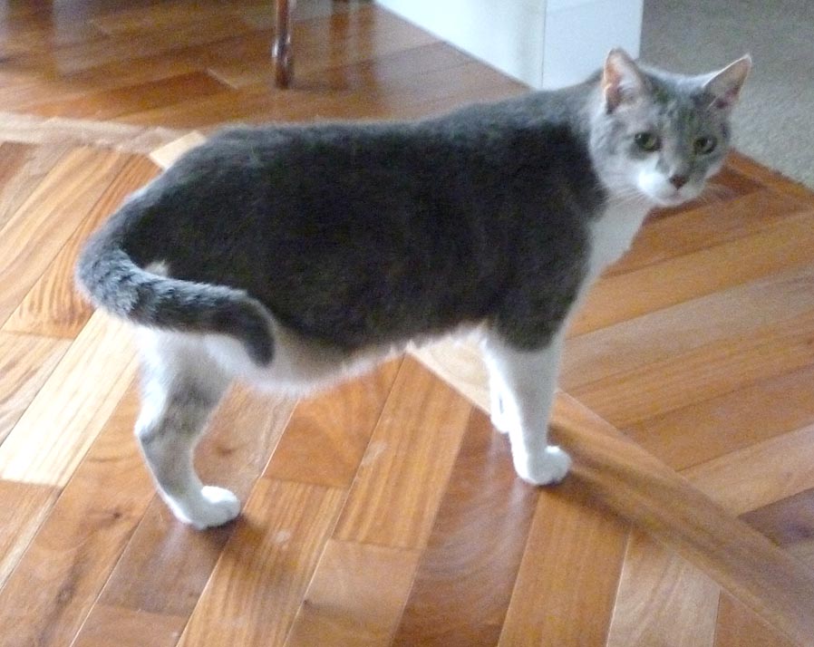 cat with three legs