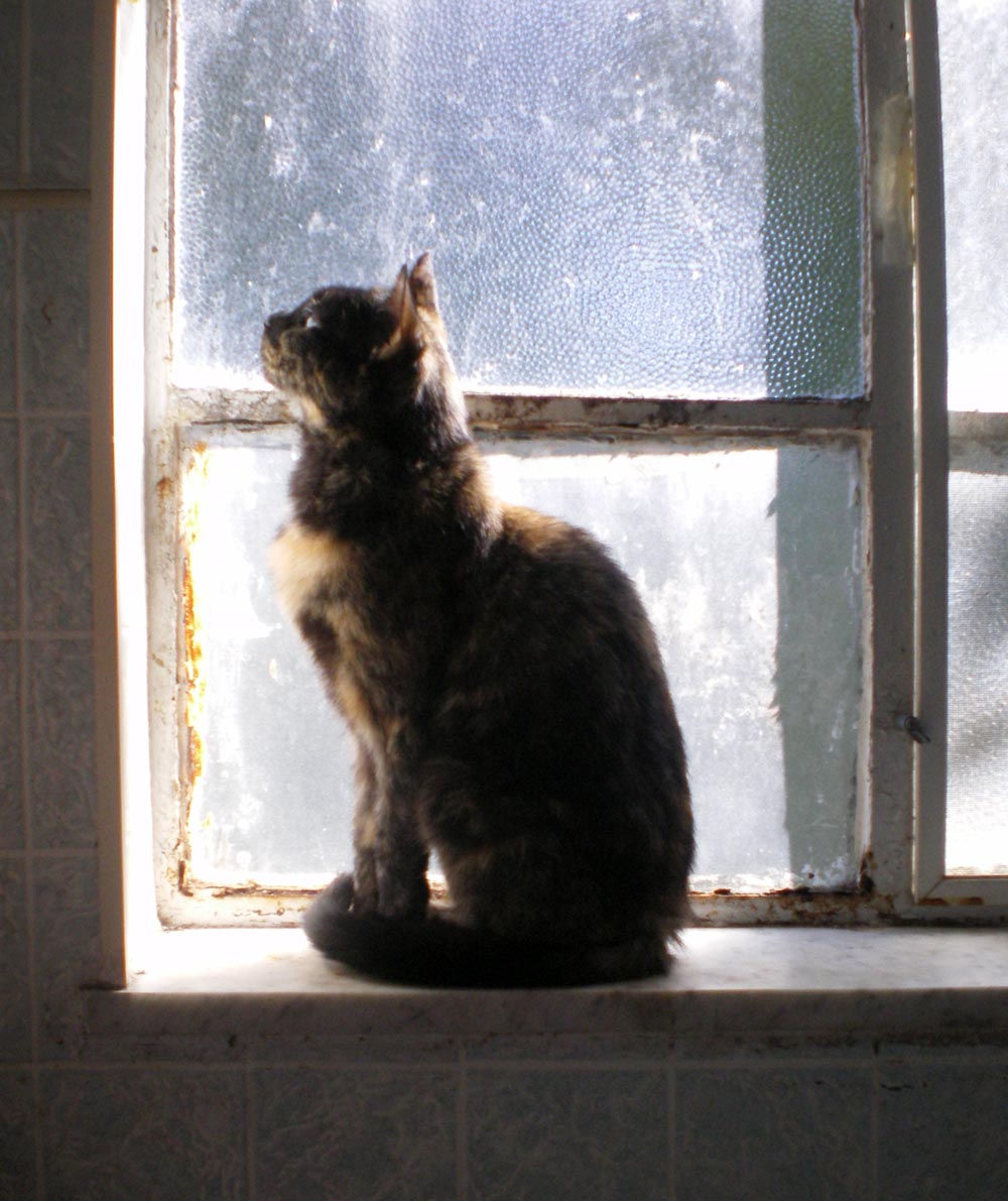 photo of cat on windowsill
