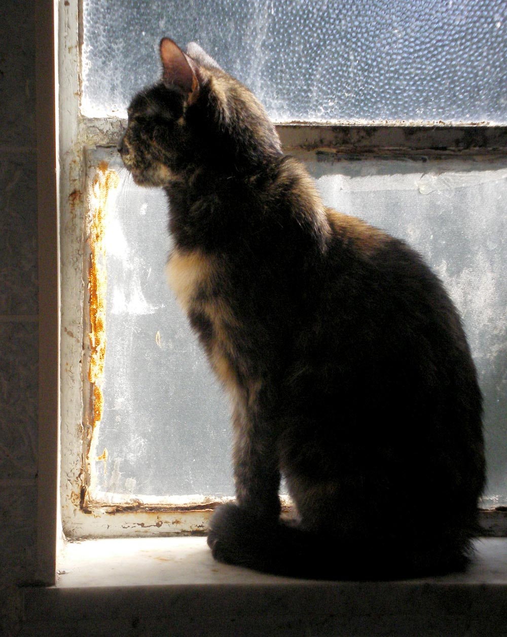 photo of cat on windowsil