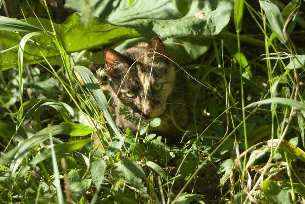 cat in weeds