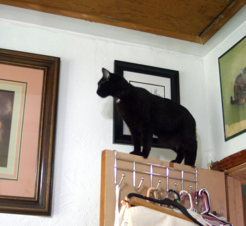 black cat on door