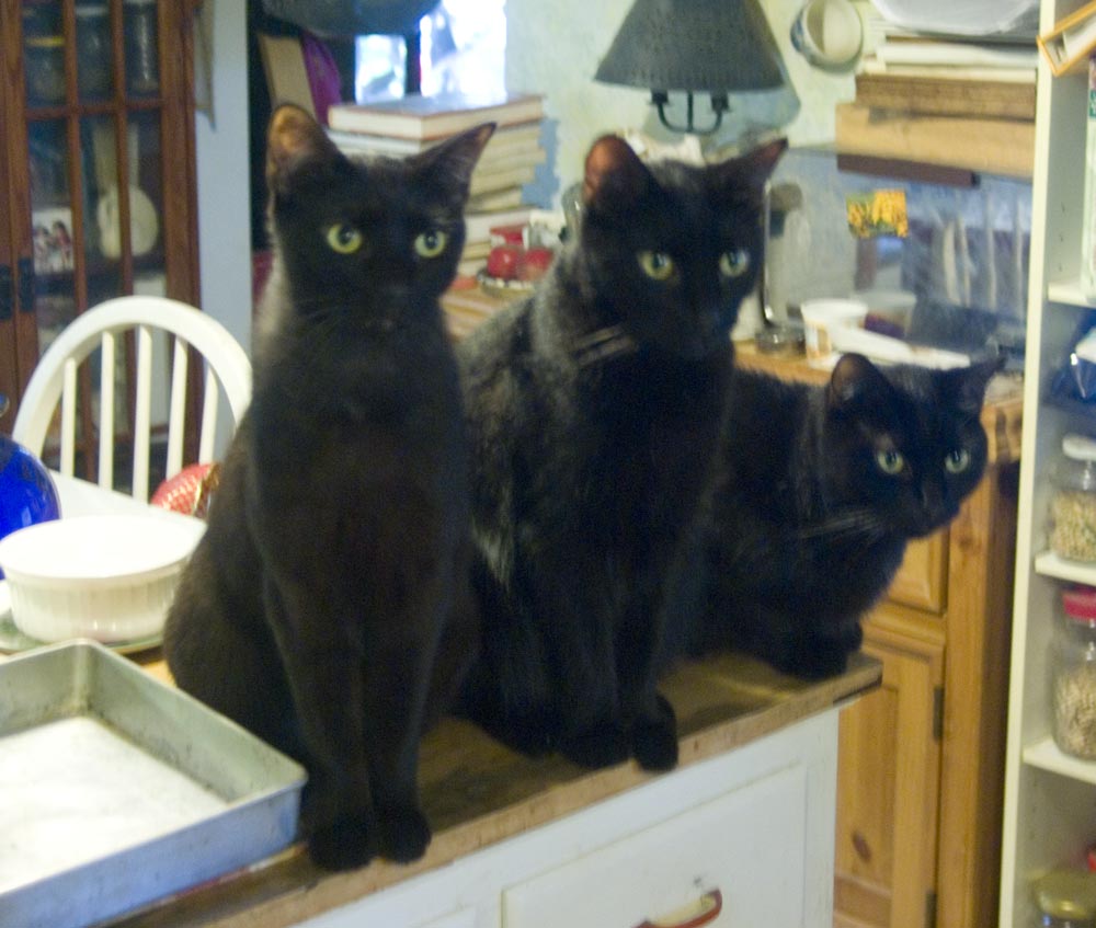 three black cats looking intently