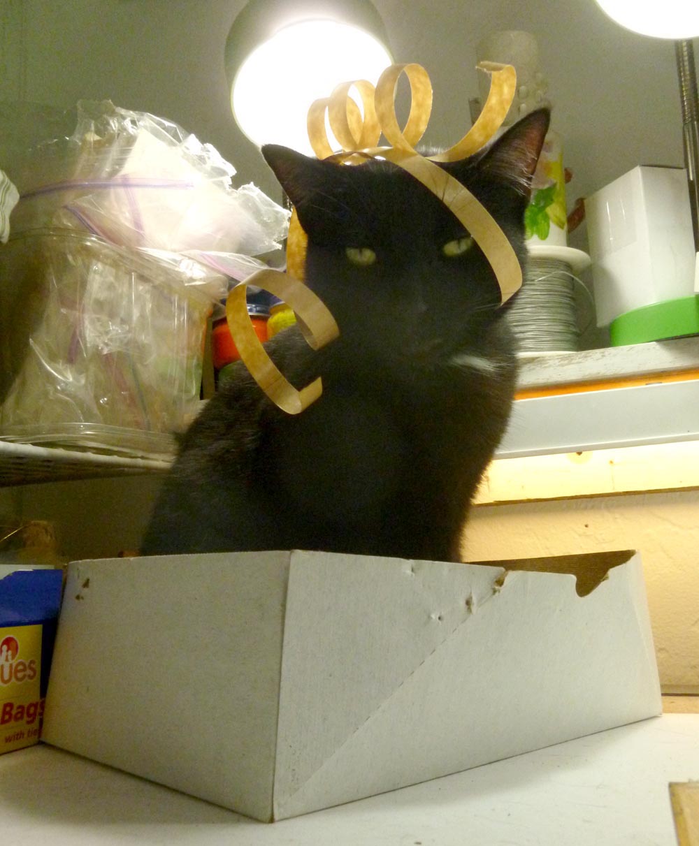 black cat with wrapping in his face