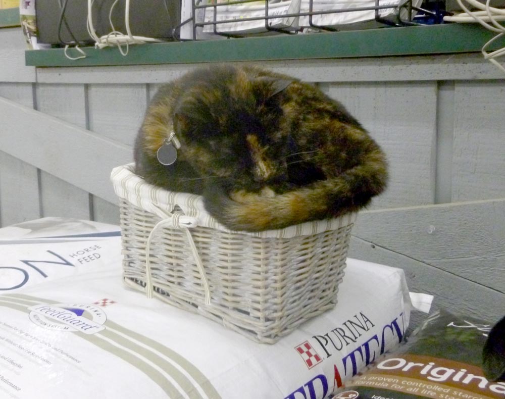 tortoiseshell cat on basket