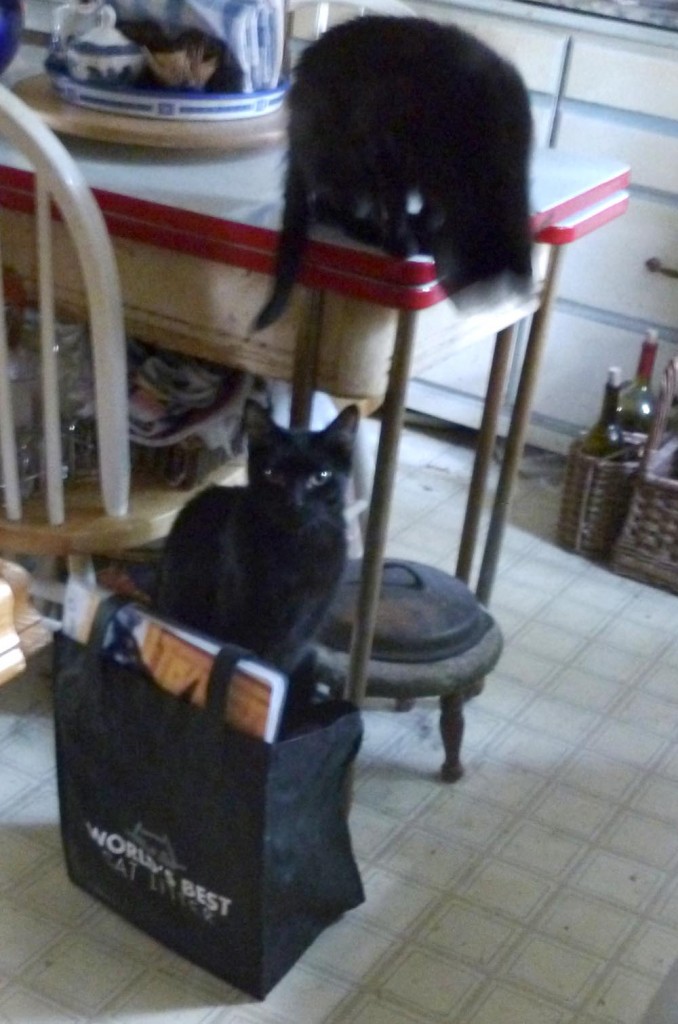 two black cats with bag of cards
