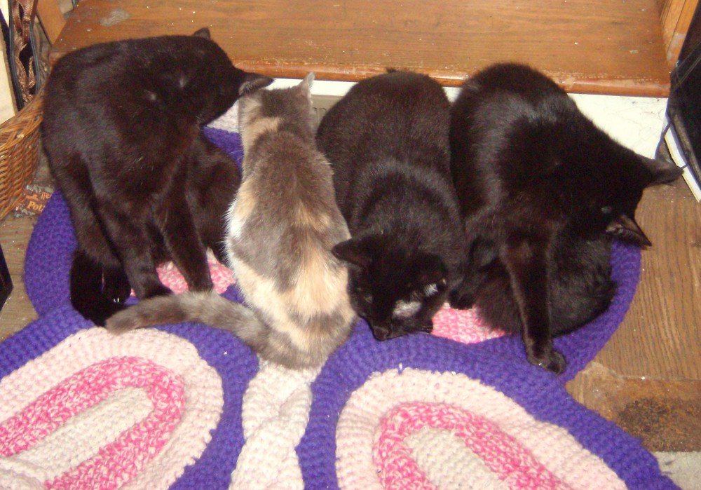 three black cats and one dilute calico