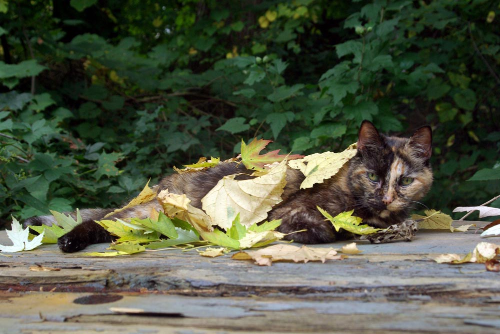 tortoiseshell cat covered with leaves