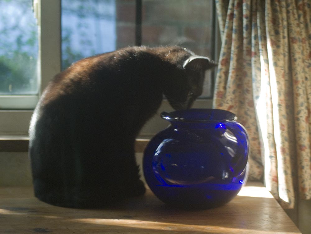 black cat looking into blue vase