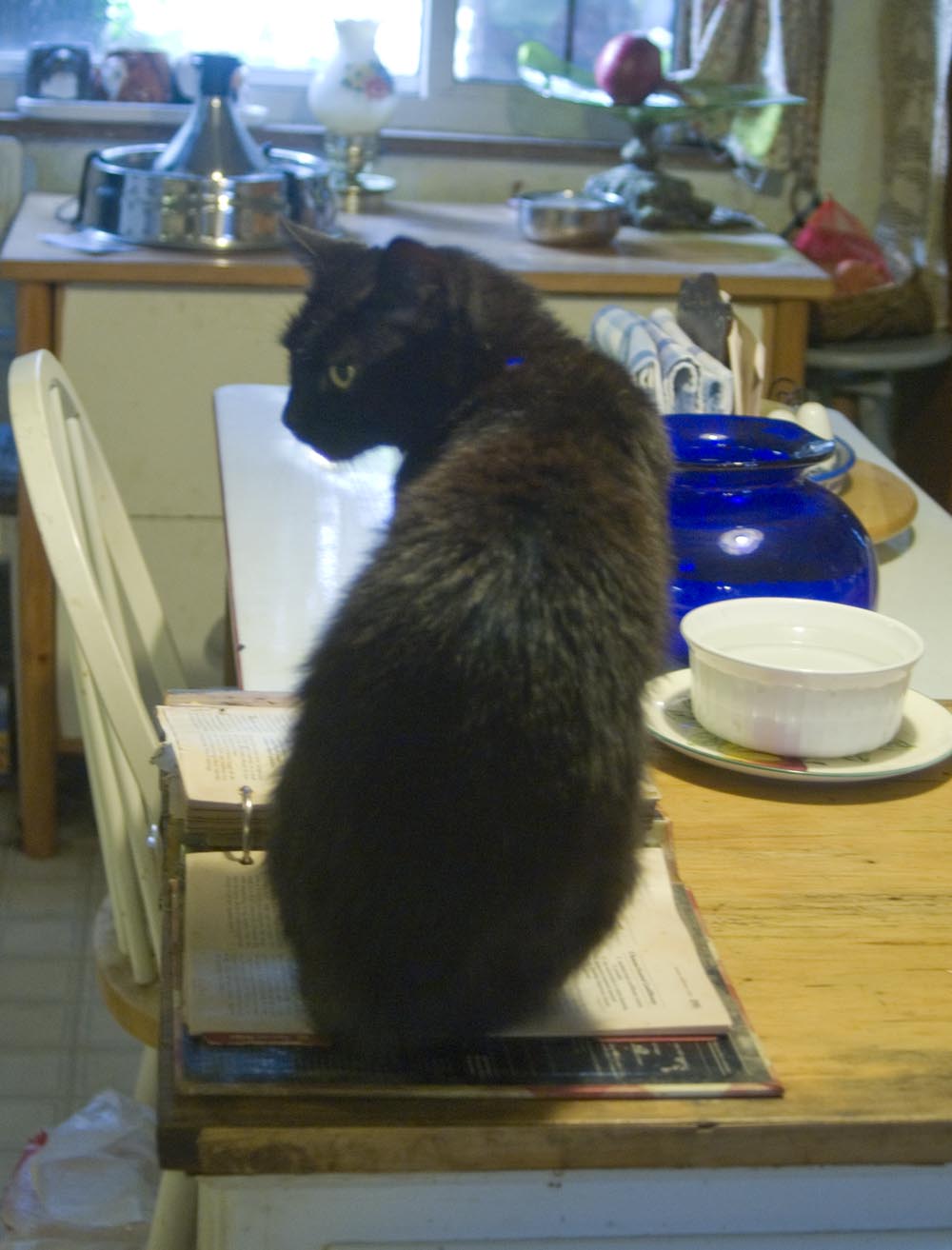 black cat sitting on cookbook