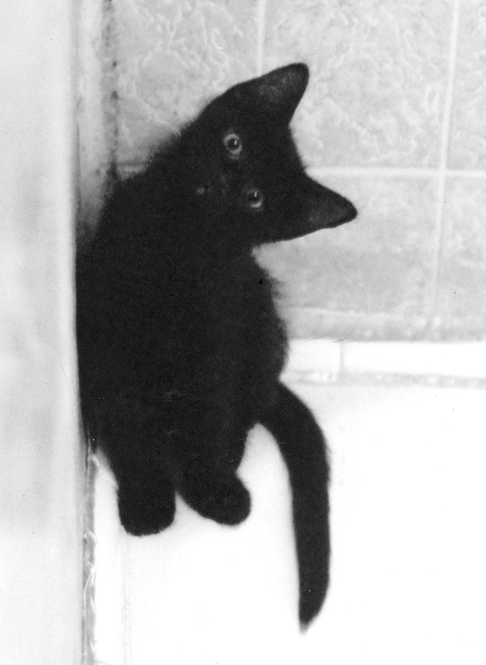 black kitten on edge of tub
