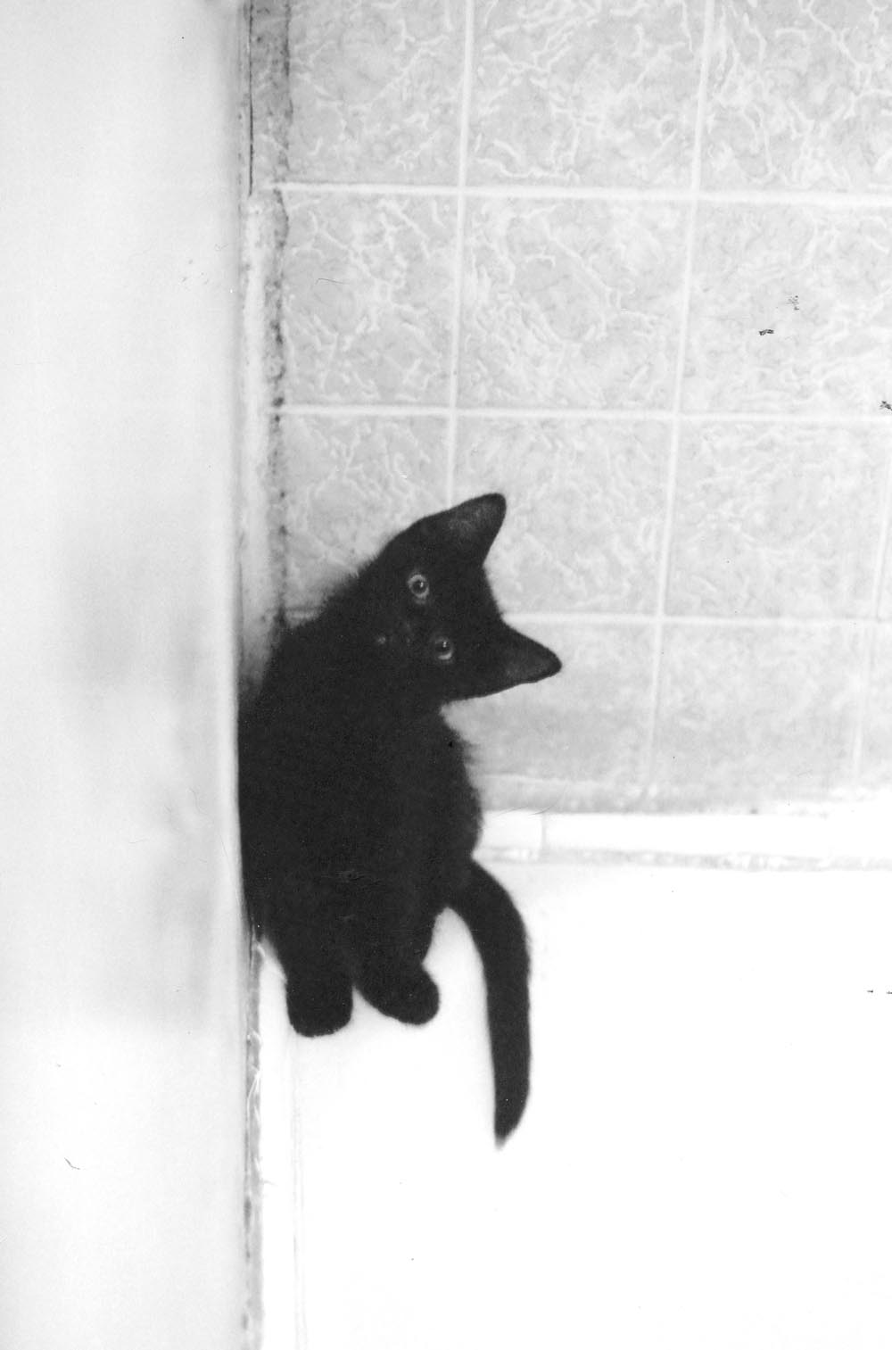 black kitten in corner of tub
