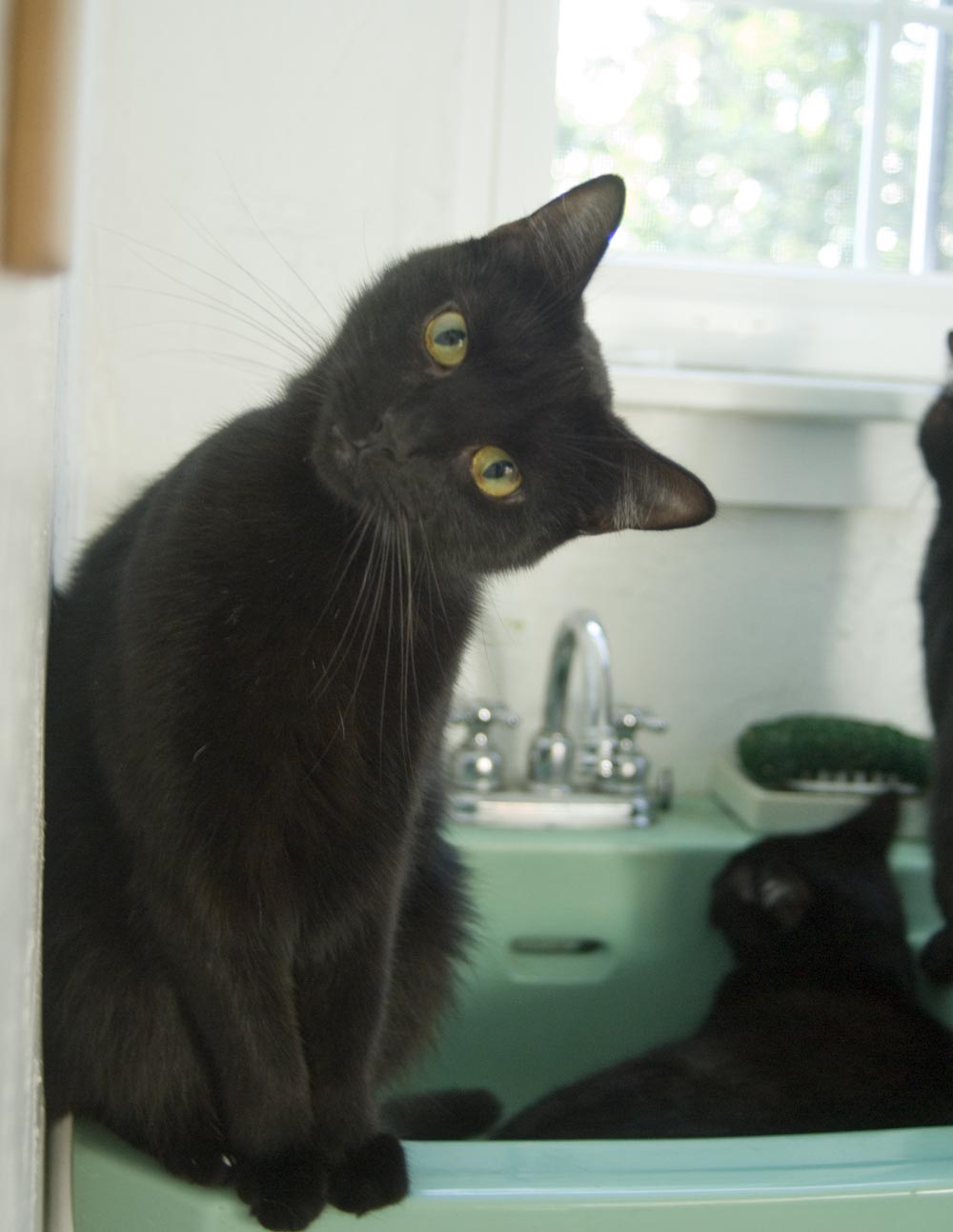 black cat on green sink
