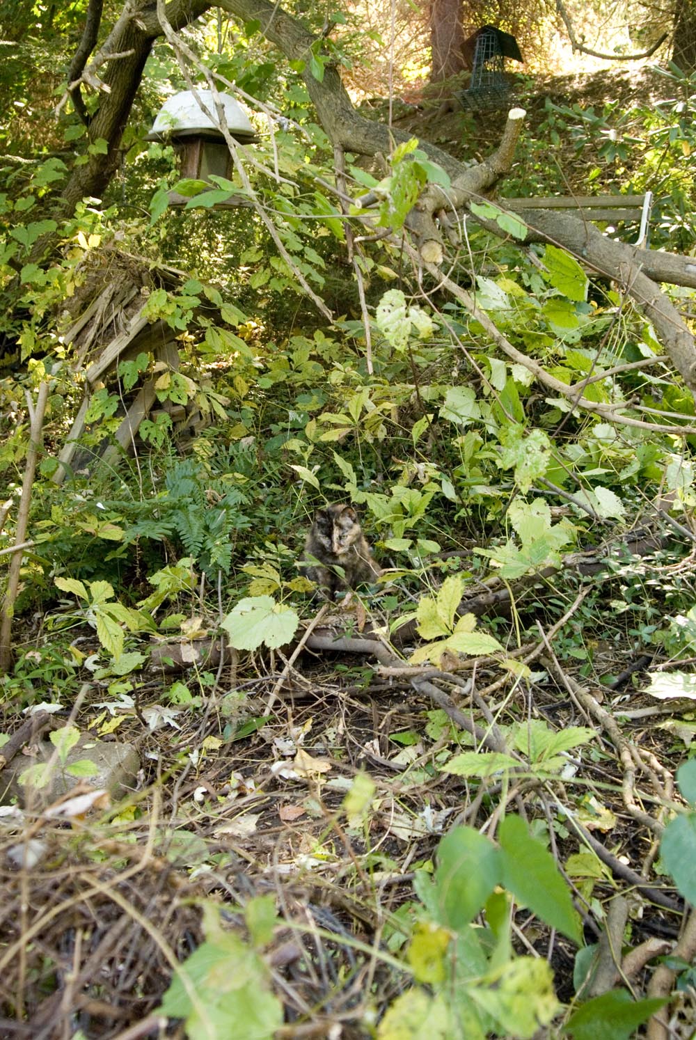 tortoiseshell cat in weeds
