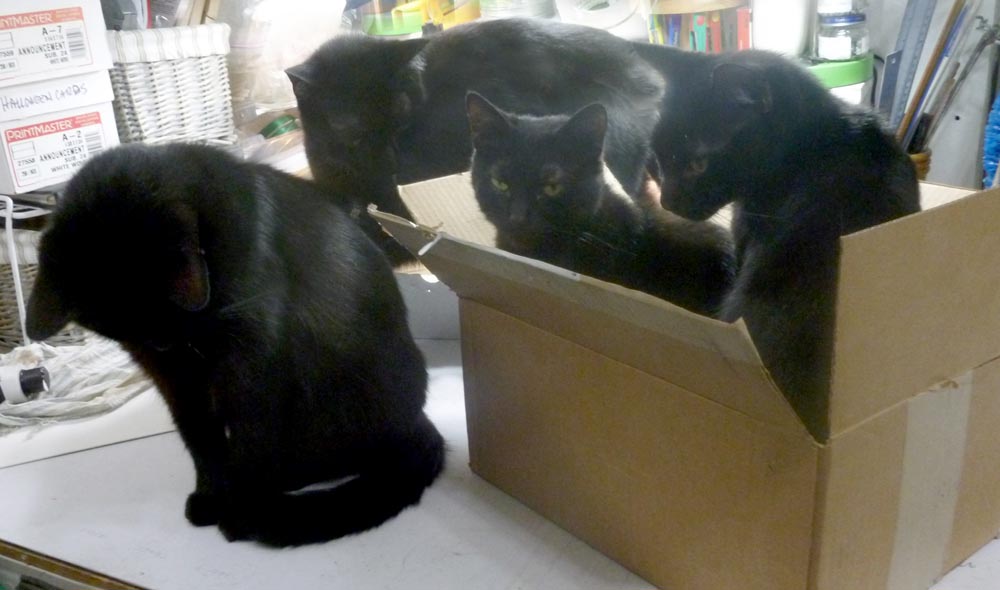four black cats and box