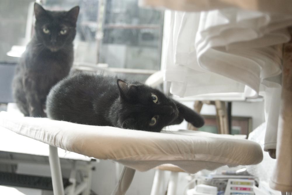 two cats on ironing board